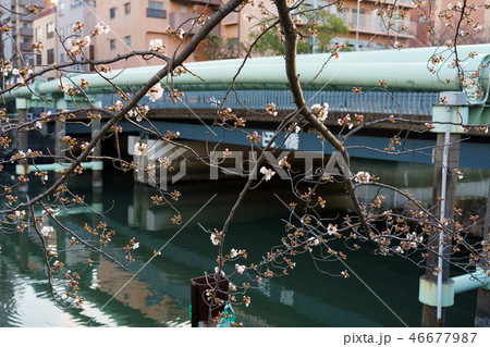 門前仲町・お江戸深川さくらまつり 46677987