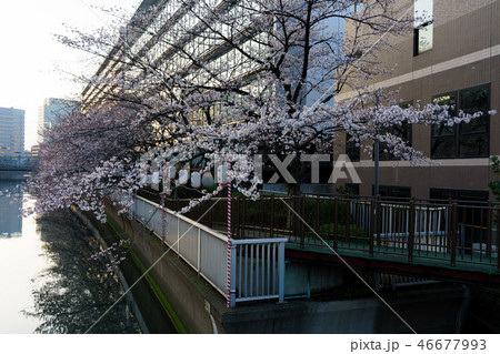 門前仲町・お江戸深川さくらまつり 門前仲町・お江戸深川さくらまつり 46677993