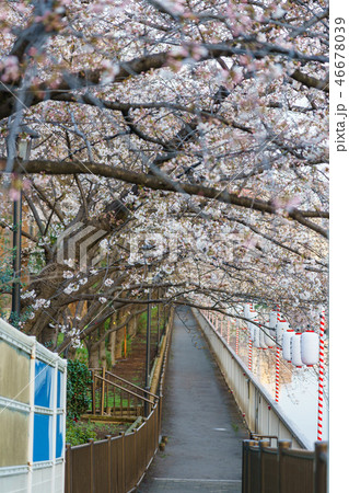 門前仲町・お江戸深川さくらまつり 門前仲町・お江戸深川さくらまつり 46678039