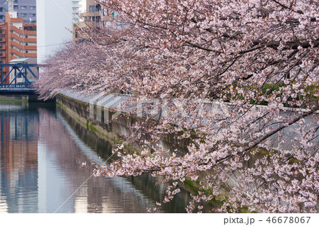 門前仲町・お江戸深川さくらまつり 門前仲町・お江戸深川さくらまつり 46678067
