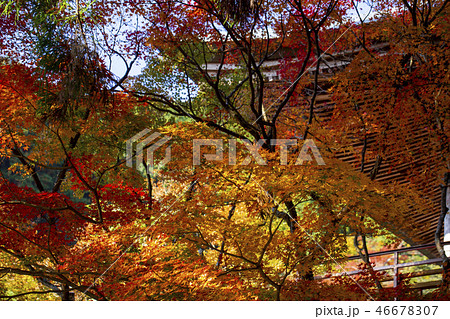 国東半島　両子寺の紅葉 46678307