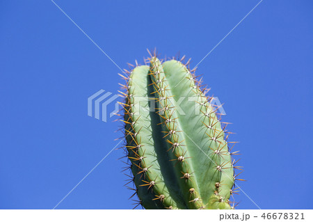 サボテン サボテン 46678321