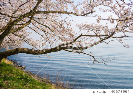 湖畔の桜 46678964
