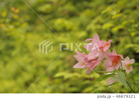 ひめさゆり 46679321