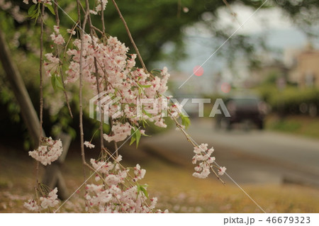 しだれ桜 46679323