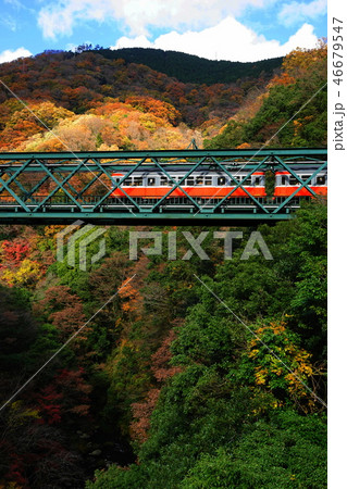12月　箱根143早川橋梁(出山の鉄橋)紅葉と箱根登山電車 46679547