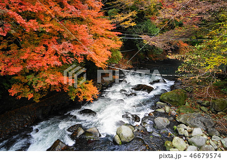 12月 箱根117早川渓谷の紅葉の写真素材