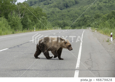 Young Kamchatka brown bear walking road 46679828