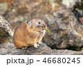 食事中のナキウサギ 46680245