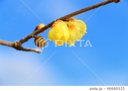 ロウバイ 46680325