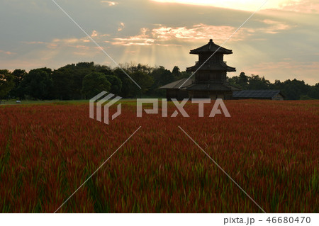 夕焼けの古代米と鞠智城 46680470