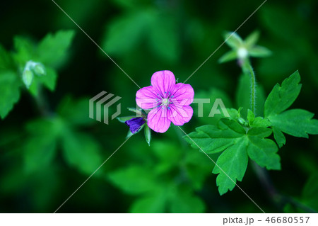 山野草　ゲンノショウコの花 46680557
