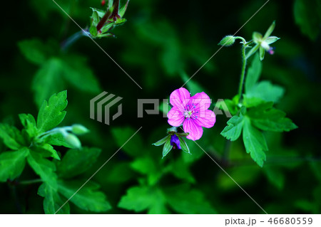 山野草　ゲンノショウコの花 46680559