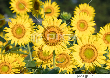 ヒマワリの花畑 ヒマワリの花畑 46680966
