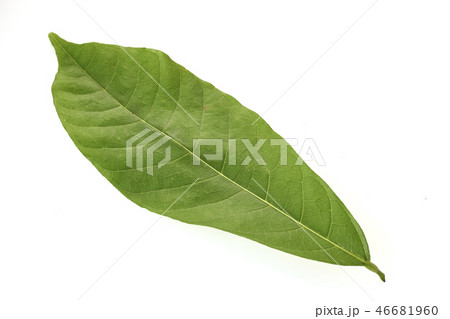 Cacao tree long leaves on white 46681960