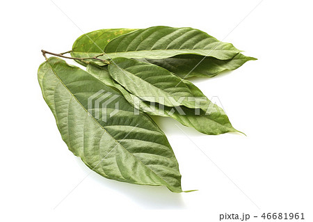 Cacao tree long leaves on white 46681961