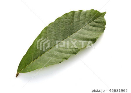 Cacao tree long leaves on white Cacao tree long leaves on white 46681962
