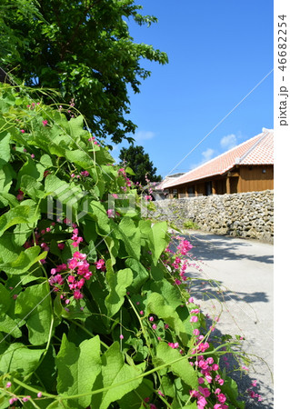 ニトベカズラの路 46682254