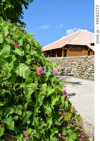 ニトベカズラの路 46682255