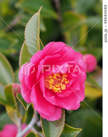 サザンカ（山茶花）自然質感 46684089