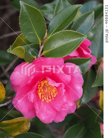 サザンカ(山茶花)自然質感 サザンカ(山茶花)自然質感 46684131