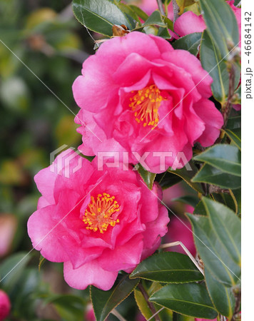 サザンカ(山茶花)自然質感 サザンカ(山茶花)自然質感 46684142