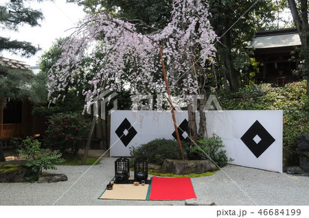 和風堂の枝垂れ桜 和風堂の枝垂れ桜 46684199