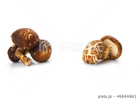 Shiitake mushroom on the White background 46684861
