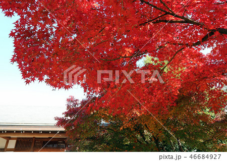 こしがや能楽堂、花田苑の紅葉（12月）埼玉県越谷市 46684927