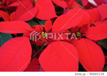 ポインセチア poinsettia クリスマスフラワー ポインセチア poinsettia クリスマスフラワー 46685236