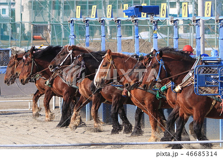 重い鉄ソリを引いて坂を越える帯広の「ばんえい輓馬のスタート場面」帯広・十勝、ばんえい競馬 46685314