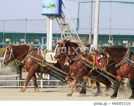 重い鉄ソリを引いて坂を越える帯広の「ばんえい輓馬」帯広・十勝、ばんえい競馬 46685316