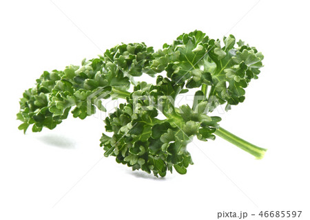 パセリ パセリ 46685597