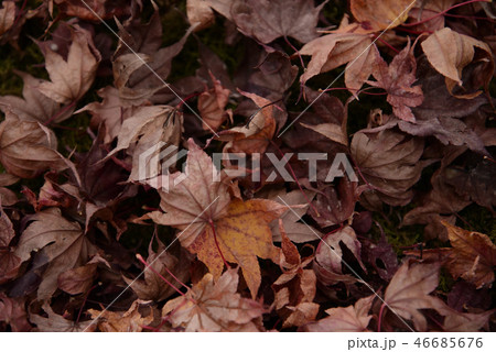 もみじ 46685676