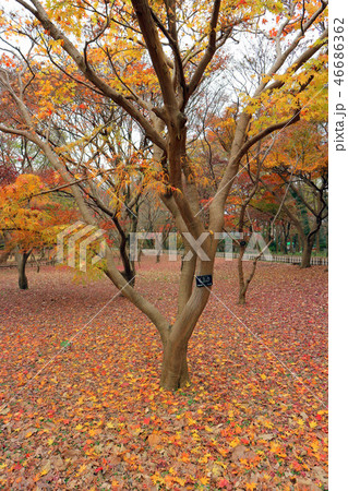 神代植物公園、かえで園、占の内、しめのうち、紅葉（12月）東京都調布市 46686362