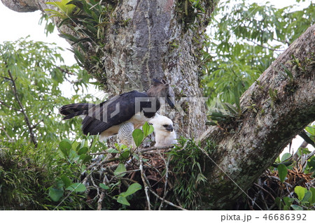 オウギワシ オウギワシ 46686392