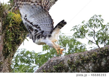 オウギワシ オウギワシ 46686393