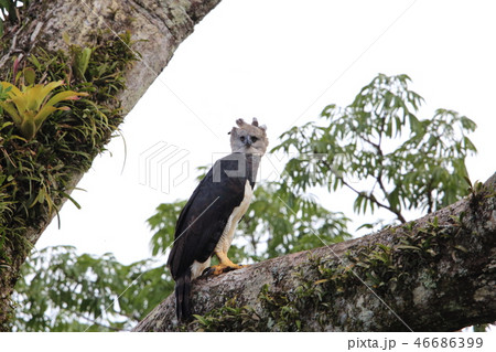 オウギワシ 46686399