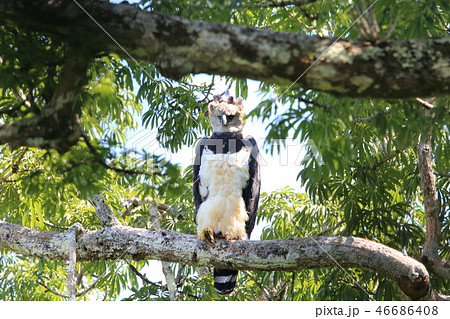 オウギワシ 46686408