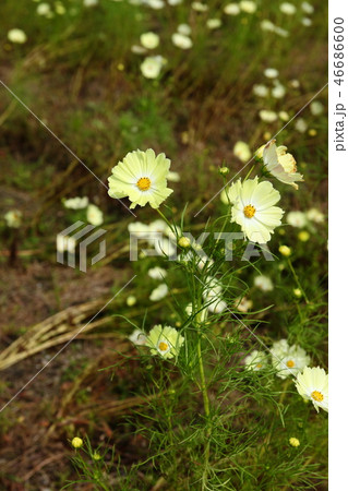 夢コスモス園 夢コスモス園 46686600
