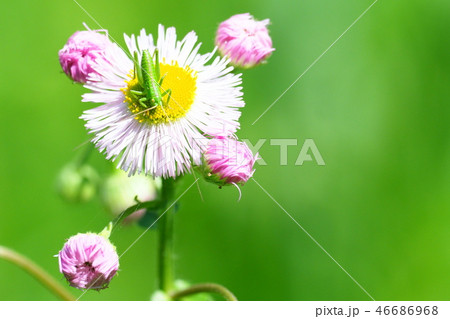 ヤブキリの幼虫とハルジオンの花 46686968