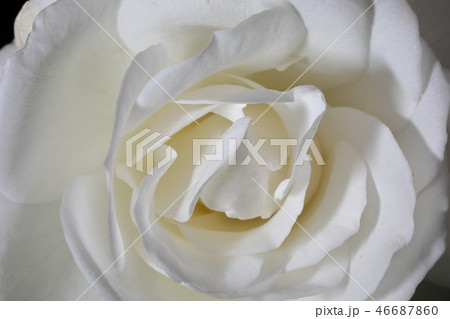 白い薔薇_アイスバーグ 白い薔薇_アイスバーグ 46687860