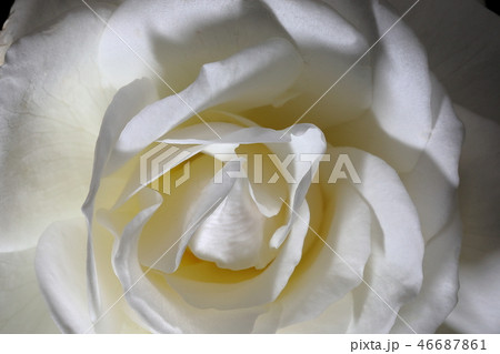 白い薔薇_アイスバーグ 46687861