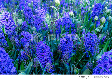 hyacinth flowerbeds 46689785