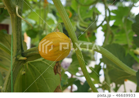 Ornamental Pumpkin plant planted in the farm. Ornamental Pumpkin plant planted in the farm. 46689933