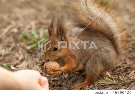 Cute red squirrel eating walnut Cute red squirrel eating walnut 46690420
