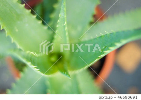 Blurry nature background. 46690691