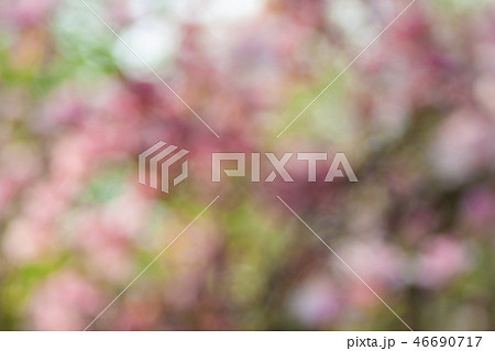 Blooming magnolia bokeh. Blooming magnolia bokeh. 46690717