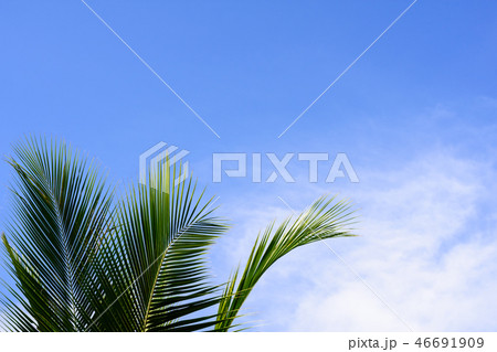 Coconut or palm leaf against cloud blue sky . Coconut or palm leaf against cloud blue sky . 46691909