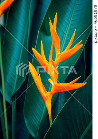 Heliconia psittacorum or Golden Torch flowers  46691979